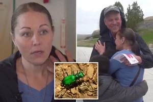 Maine woman finds 'stunning' insect that attracted her attention -- it nearly took her life.