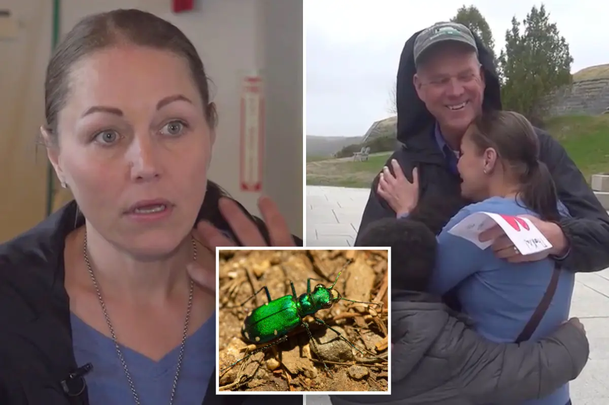 Maine woman finds 'stunning' insect that attracted her attention -- it nearly took her life.