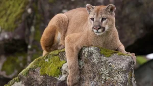 Man discovers feces on his roof, and as if that wasn't troubling enough, it resulted in a mountain lion sighting