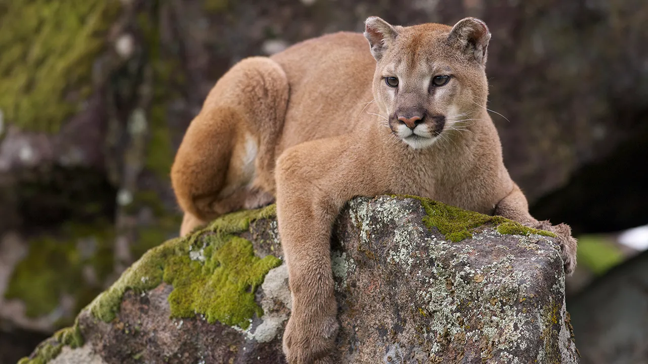 Man discovers feces on his roof, and as if that wasn't troubling enough, it resulted in a mountain lion sighting