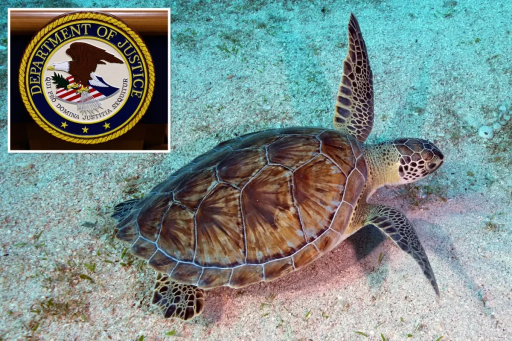 Man from the Bay Area faces charges for attempting to illegally export hundreds of turtles