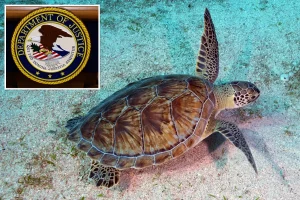 Man from the Bay Area faces charges for attempting to illegally export hundreds of turtles