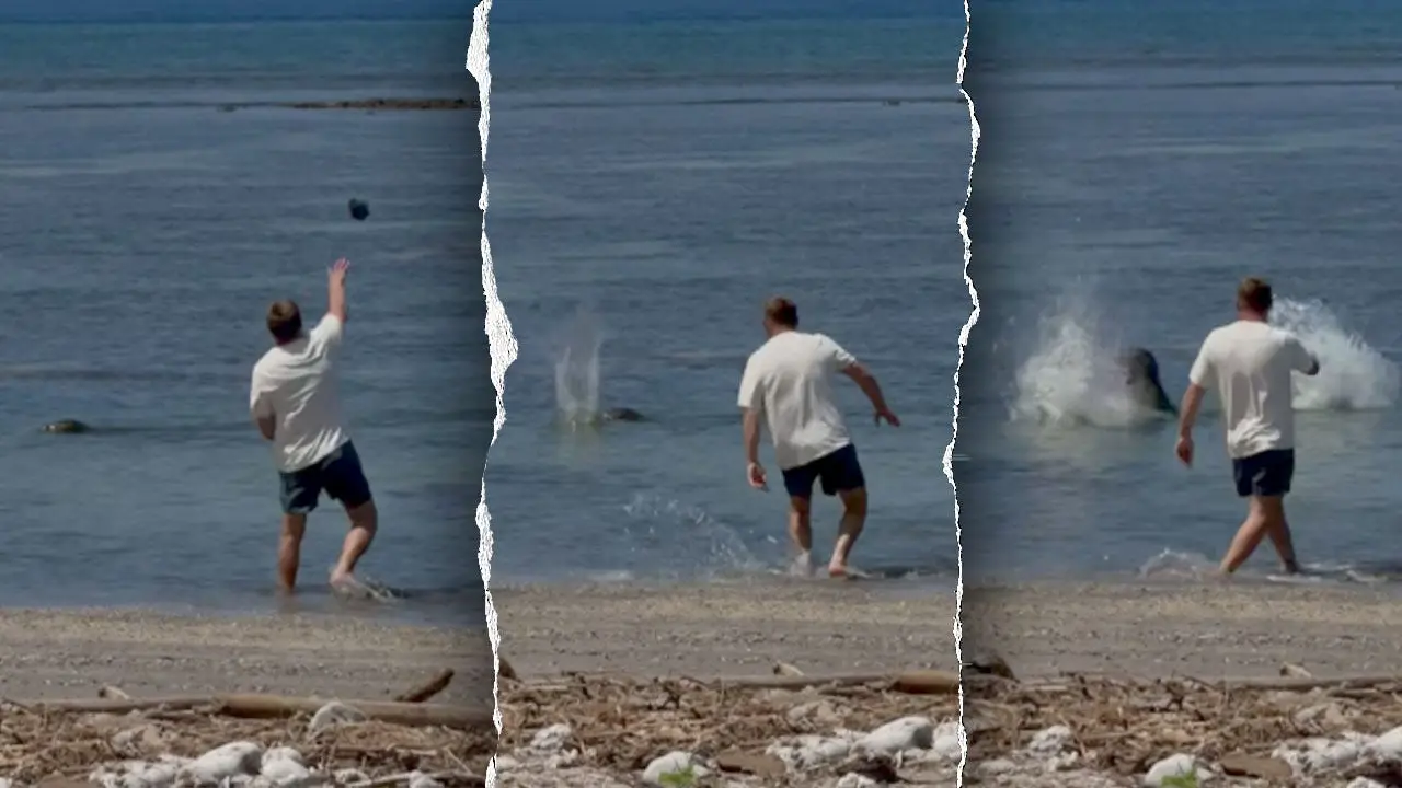 Man who claimed he was 'wealthy enough' confronts federal charges for seal assault