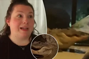 Mother in Florida observes two alligators battling on her front porch during their mating period.