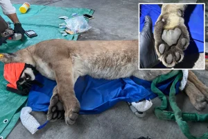 Mountain lion sedated in Escondido following chase