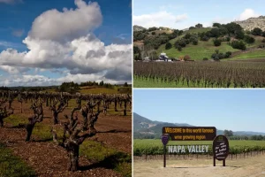 Napa Valley wineries confront a water shortage as specialists indicate the industry is not sustainable.