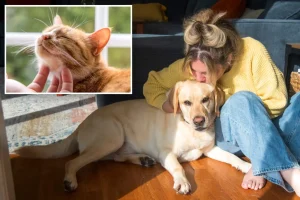 New Jersey pet owners may benefit from a $900 tax credit in a new proposed bill.