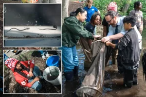 New York City's chilly winter impacts eel movement