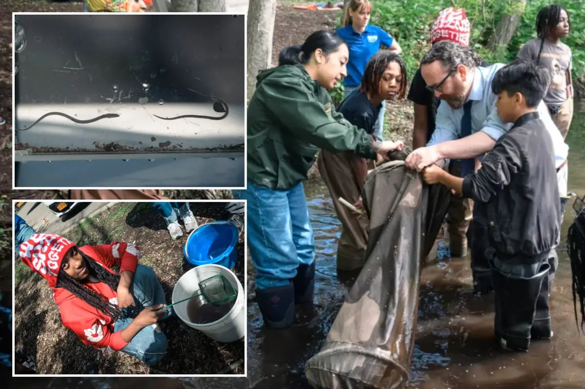 New York City's chilly winter impacts eel movement