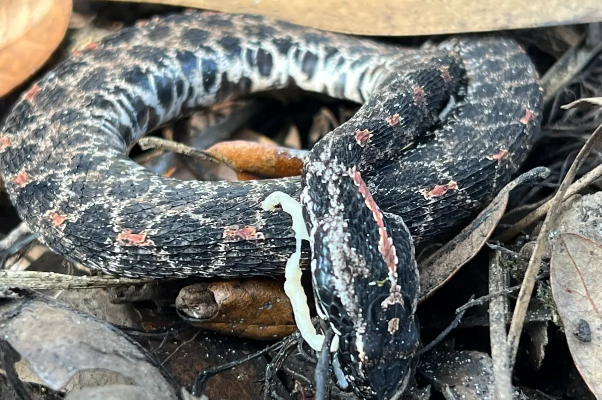 New research warns that snakes are at risk of extinction because of harmful diseases.