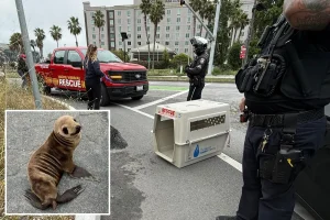 Off-duty Bay Area officer saves baby sea lion near 101