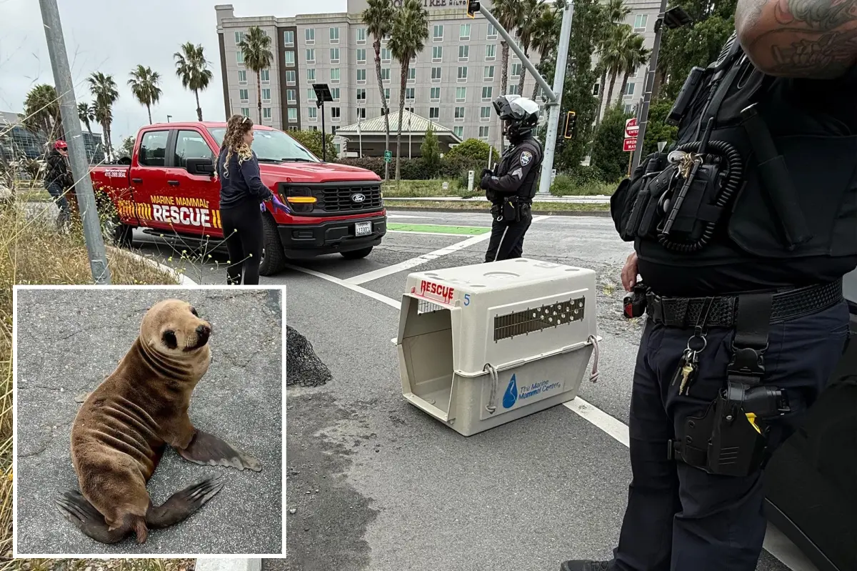 Off-duty Bay Area officer saves baby sea lion near 101