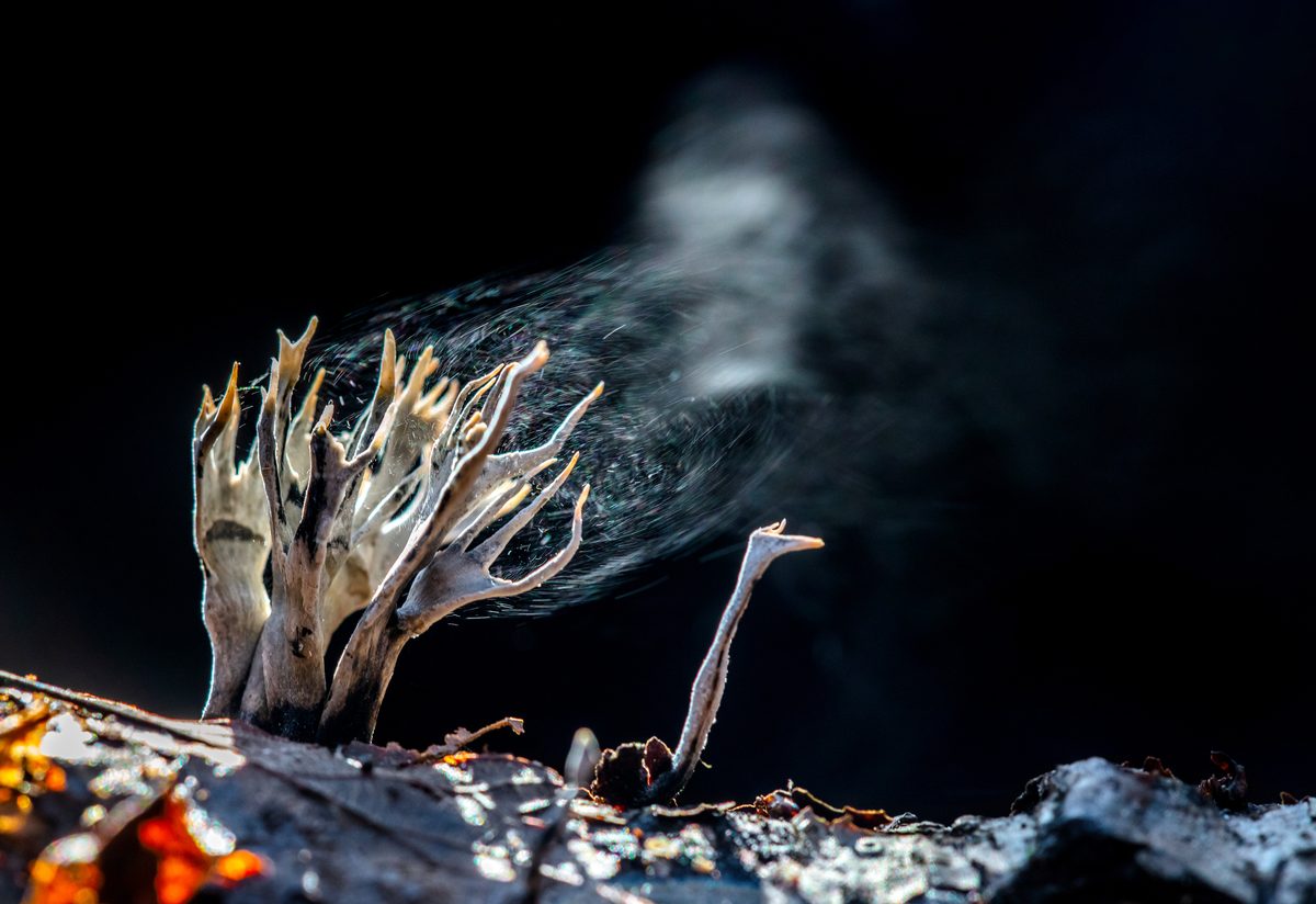 One in ten individuals may experience lasting lung damage, and for one percent, the infection can affect the brain and spinal cord. Important information about fungus storms.