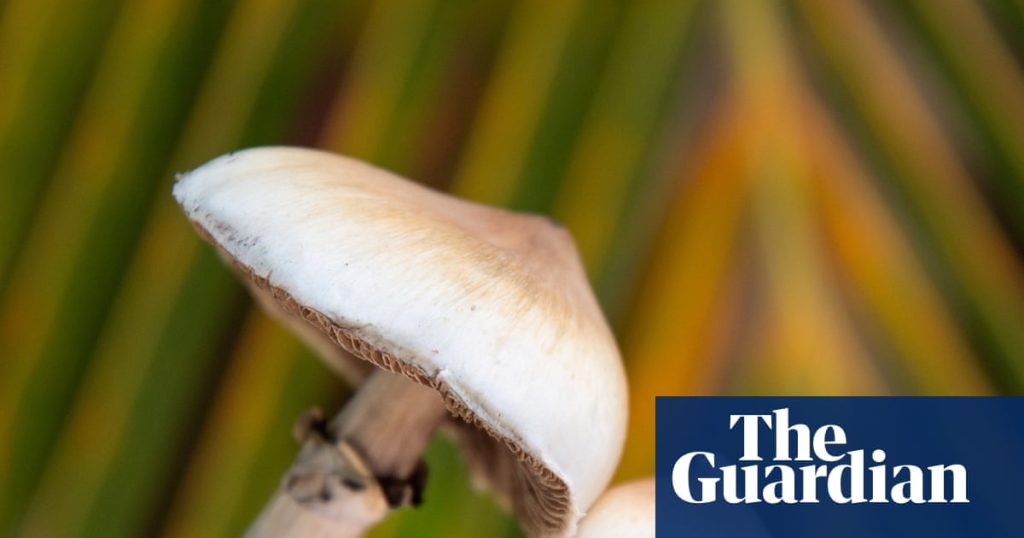 One-time use of magic mushroom psychedelic may lead to structural brain changes, research shows