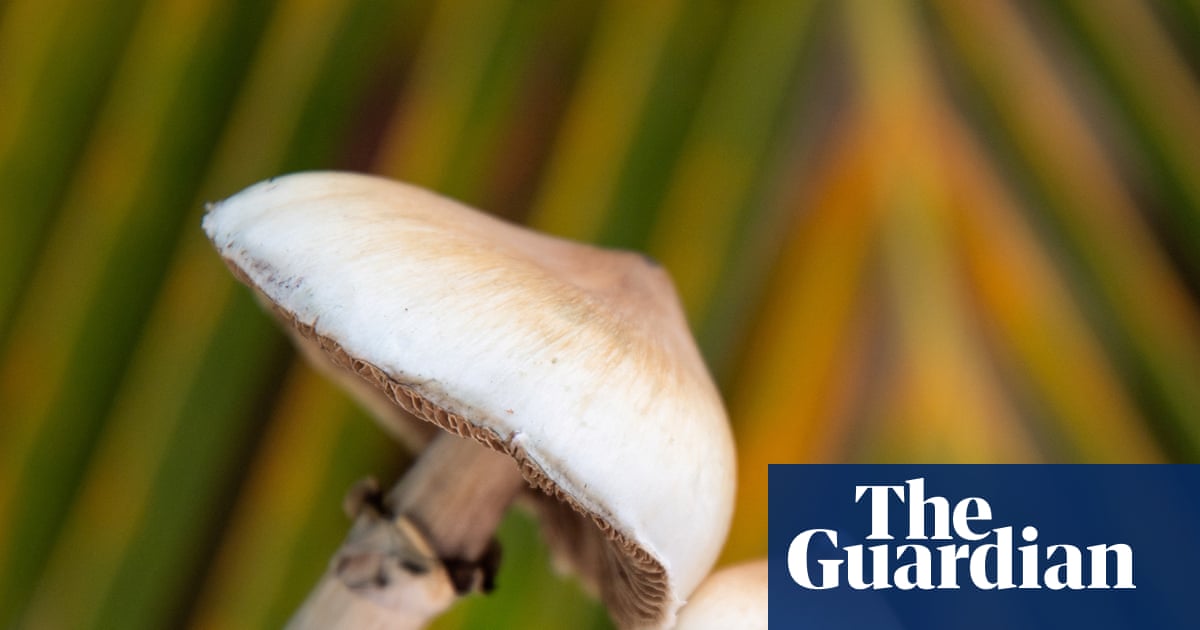 One-time use of magic mushroom psychedelic may lead to structural brain changes, research shows