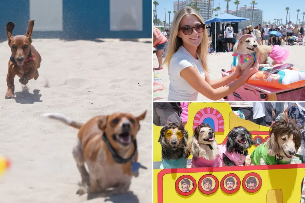 Orange County beach filled with dachshunds for ‘SoCal Wienerfest’