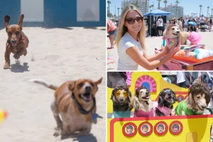 Orange County beach filled with dachshunds for ‘SoCal Wienerfest’
