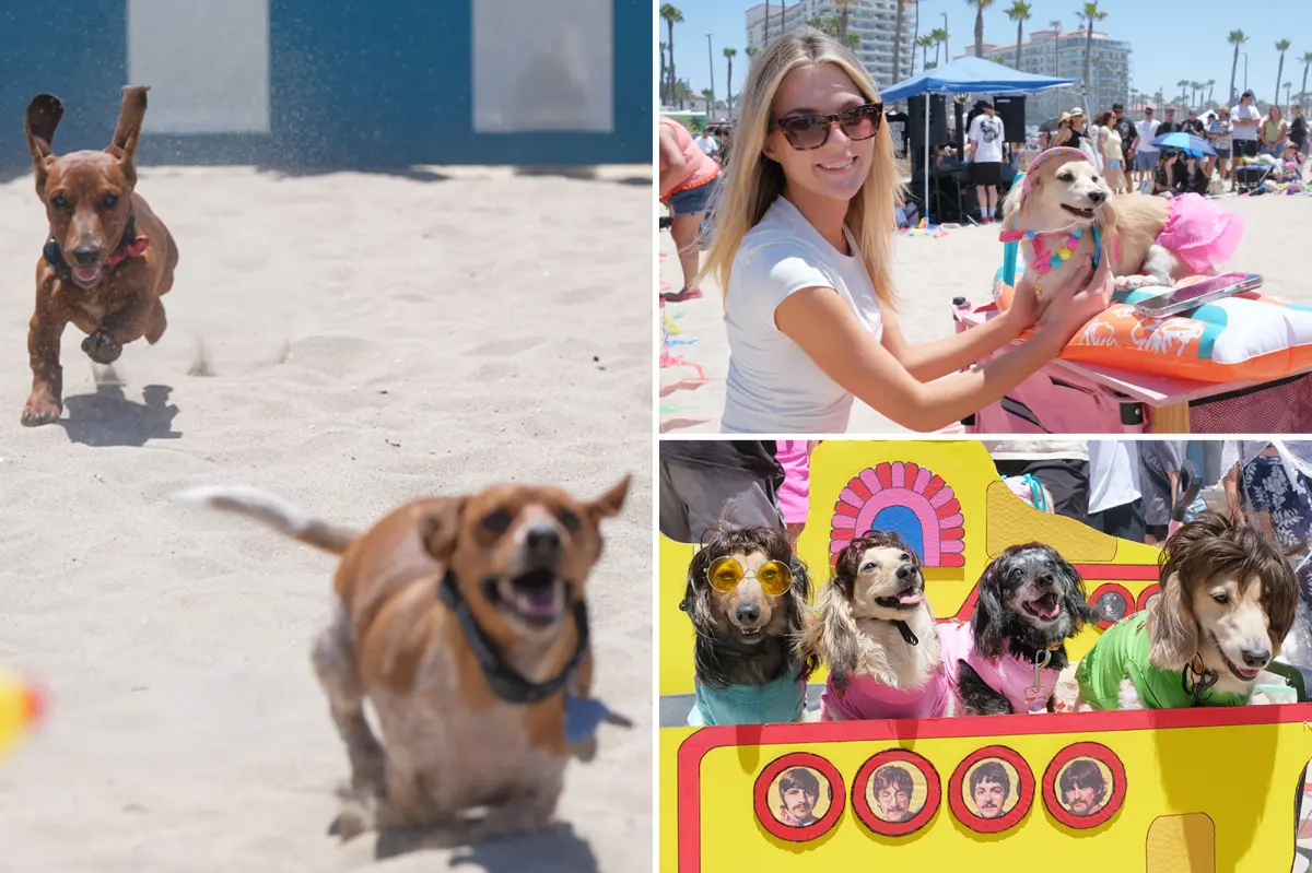 Orange County beach filled with dachshunds for ‘SoCal Wienerfest’