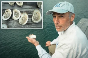 Oyster farmers face serious threat from dangerous bacteria alert