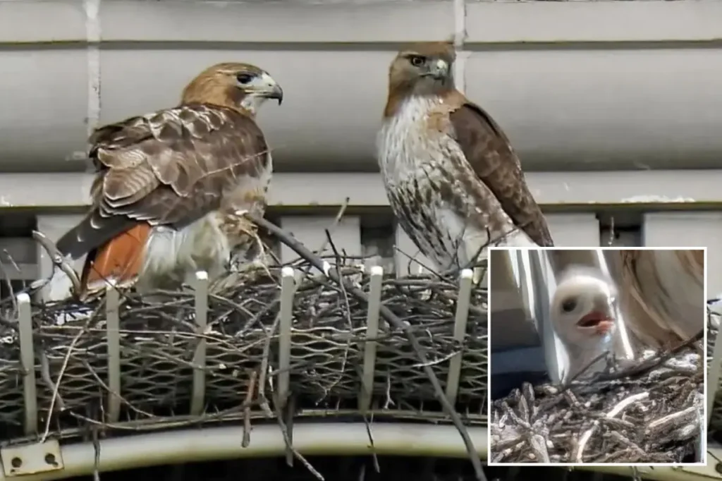 Pale Male's partner finds a new love interest following the death of the famous NYC hawk