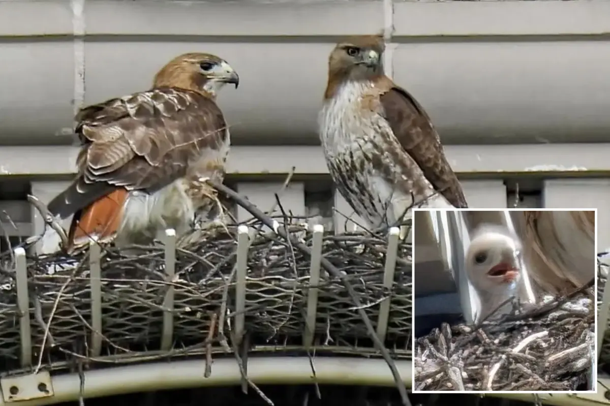 Pale Male's partner finds a new love interest following the death of the famous NYC hawk