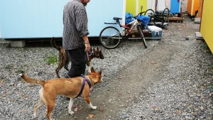 Pamphlet advising Seattle drug users on saving dogs from overdoses incites anger