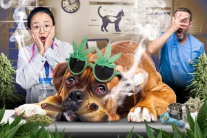 Pets getting into their owners' marijuana supply, requiring emergency vet care