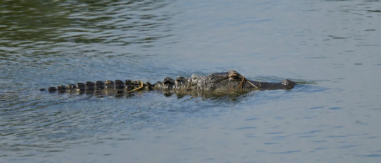 Police Allegedly Charge Clavicular in Connection with Shooting a Dead Alligator