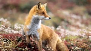 Police address BBQ food theft, culprit identified as a fox with a mouthful of hot dogs