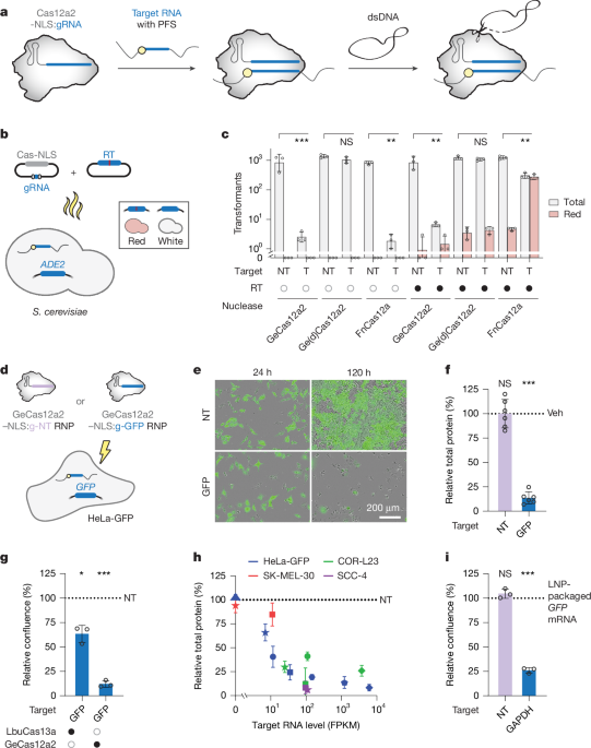 RNA-activated cell destruction using CRISPR–Cas12a2