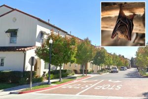 Rabid bat discovered in neighborhood leads to police alert