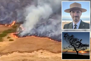 Rare trees face danger from destructive wildfire in Santa Rosa Island