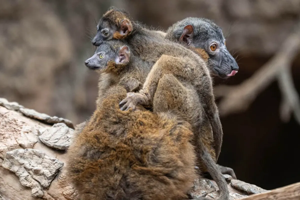Rare twins born to endangered lemur at Bronx Zoo