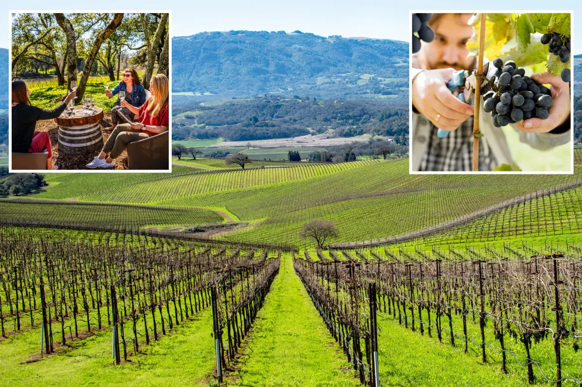 Recent data shows a competitor emerging in Wine Country.