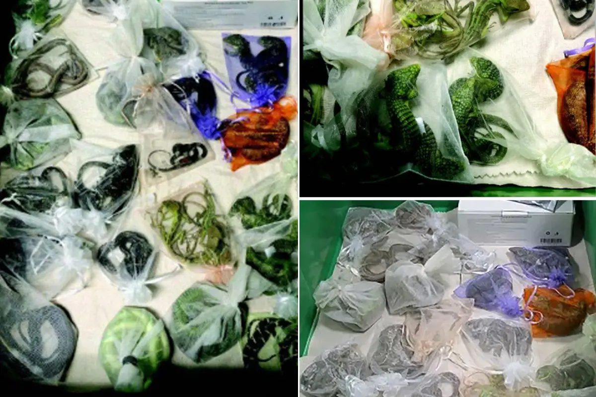 Reptile smuggler from California receives sentence for bringing 1,700 scaly animals into the US
