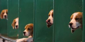 Republicans should seize the opportunity and end animal testing in medicine.