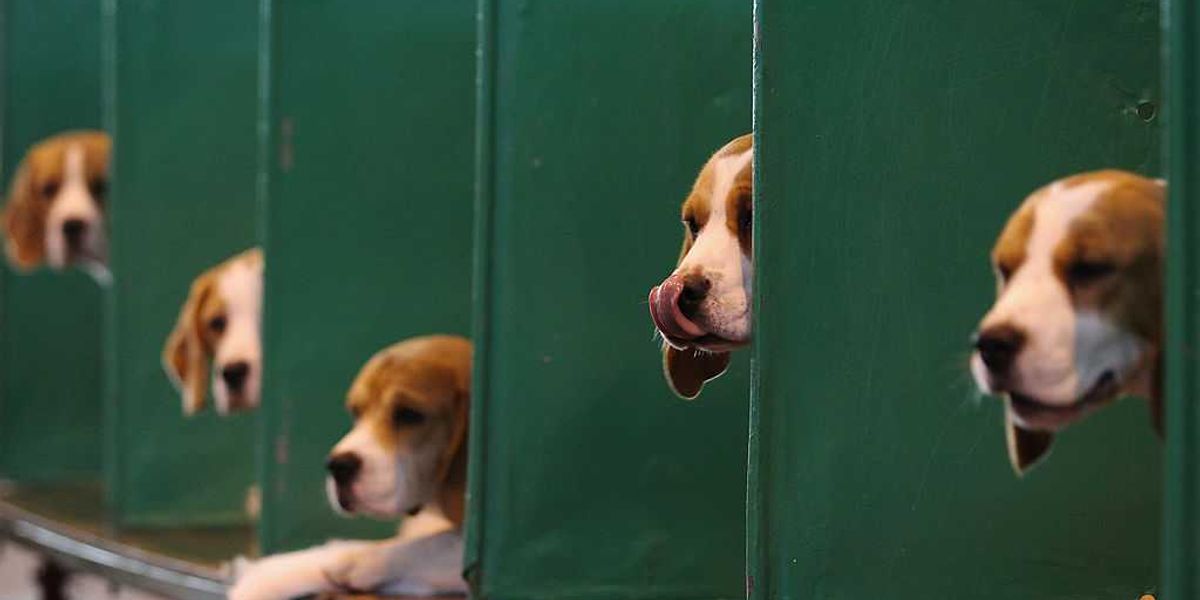 Republicans should seize the opportunity and end animal testing in medicine.