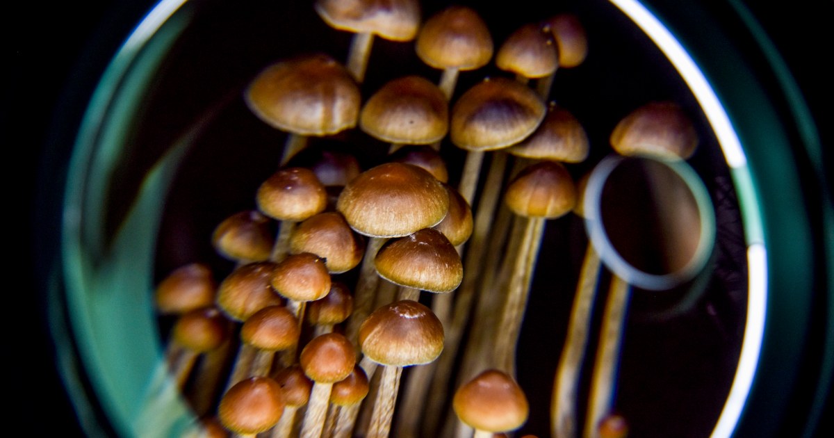 Research advances our understanding of how a psychedelic experience alters the brain