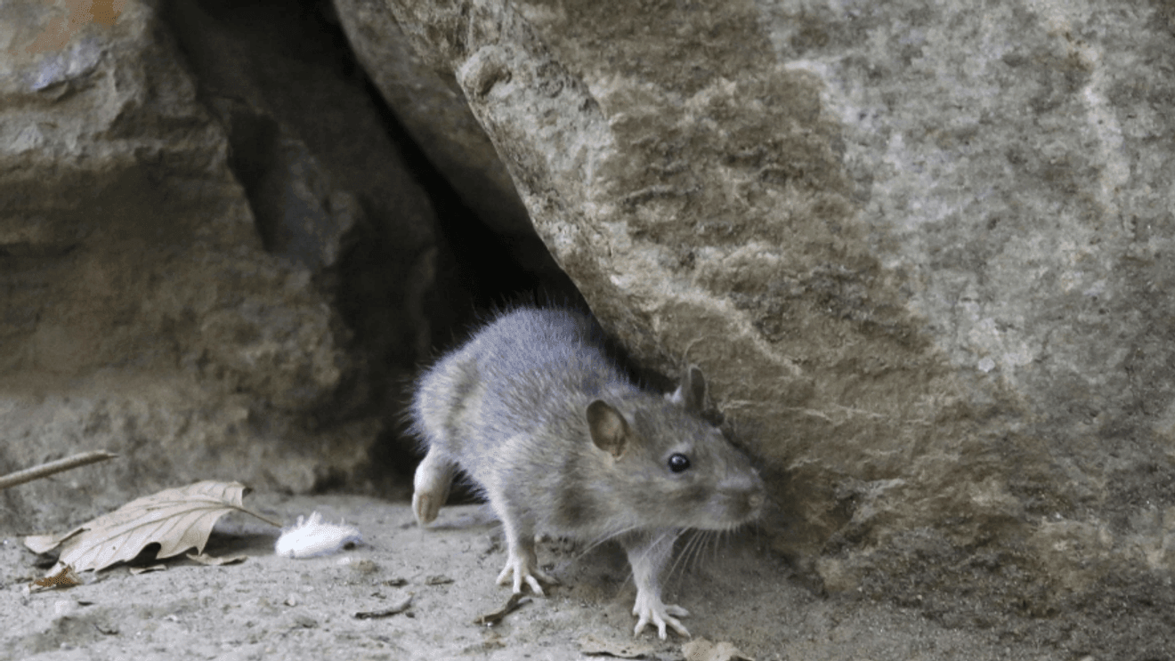 Research shows hantavirus is more common in Pacific Northwest rodents than previously thought