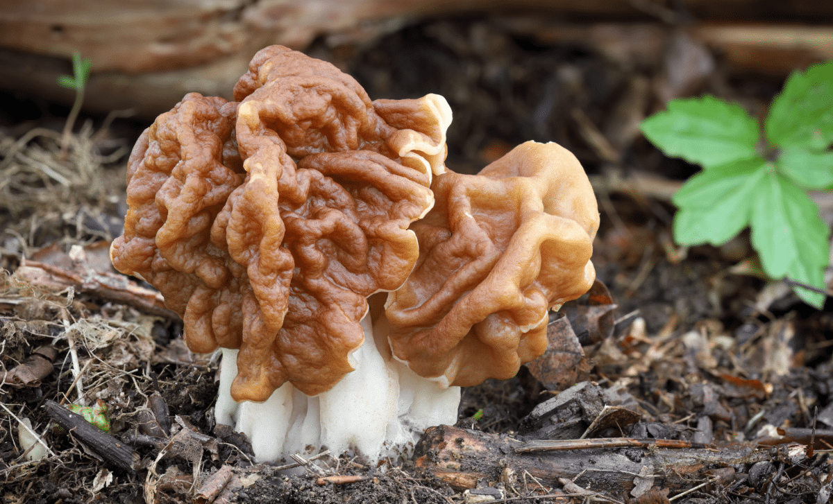 Researchers Discover Toxic Substance in Edible Mushrooms Linked to Rare ALS Incidents