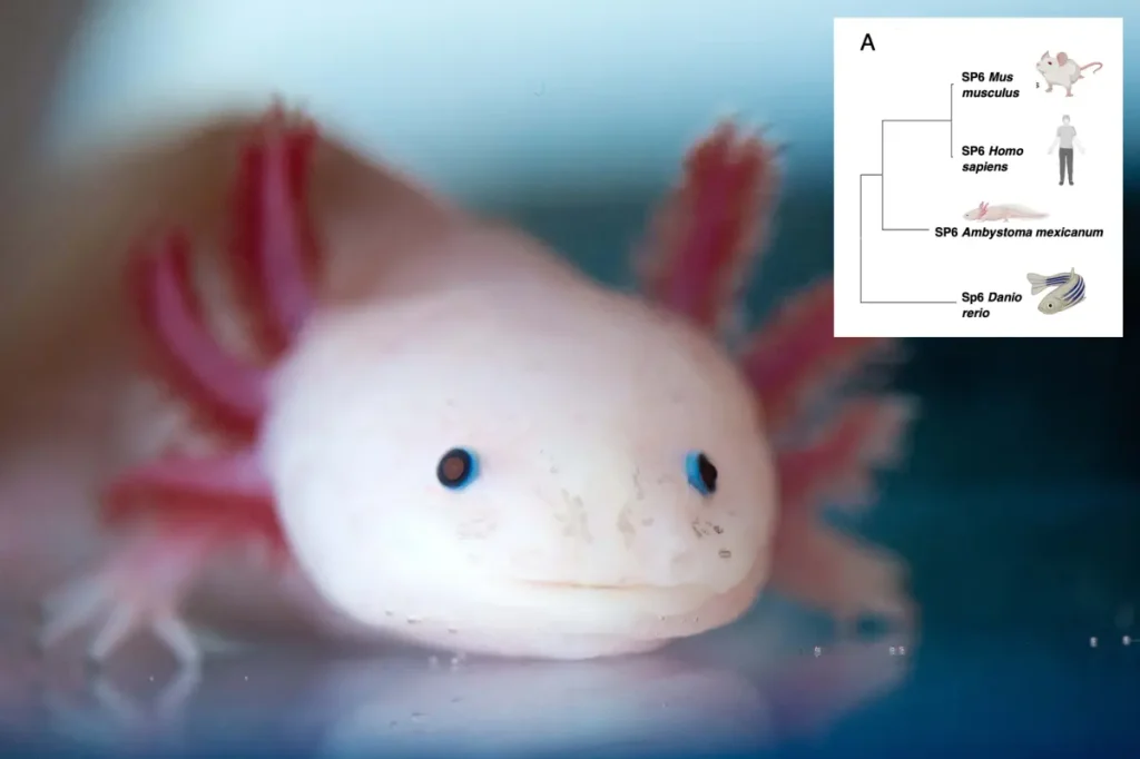 Researchers discover a key gene that may allow for the regeneration of human limbs