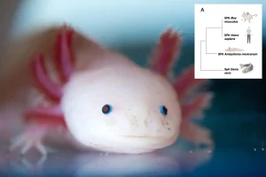 Researchers discover a key gene that may allow for the regeneration of human limbs