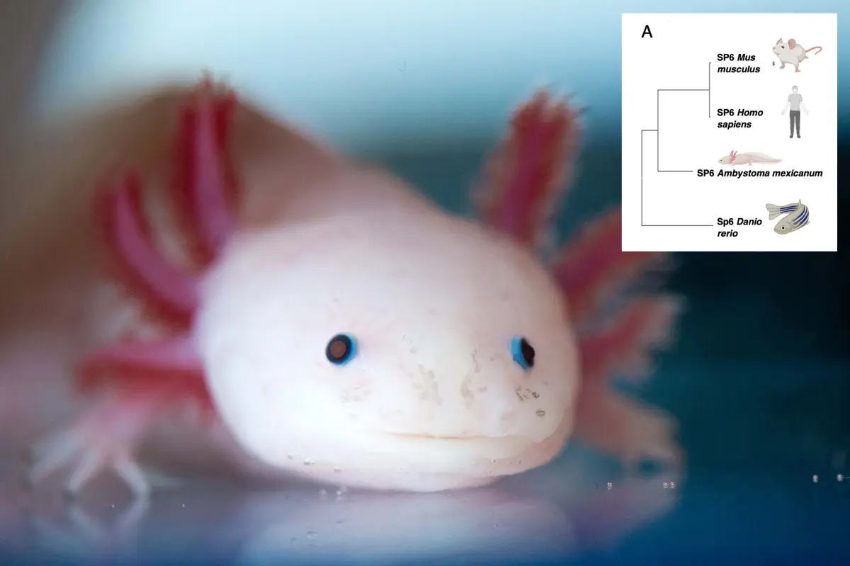 Researchers discover a key gene that may allow for the regeneration of human limbs
