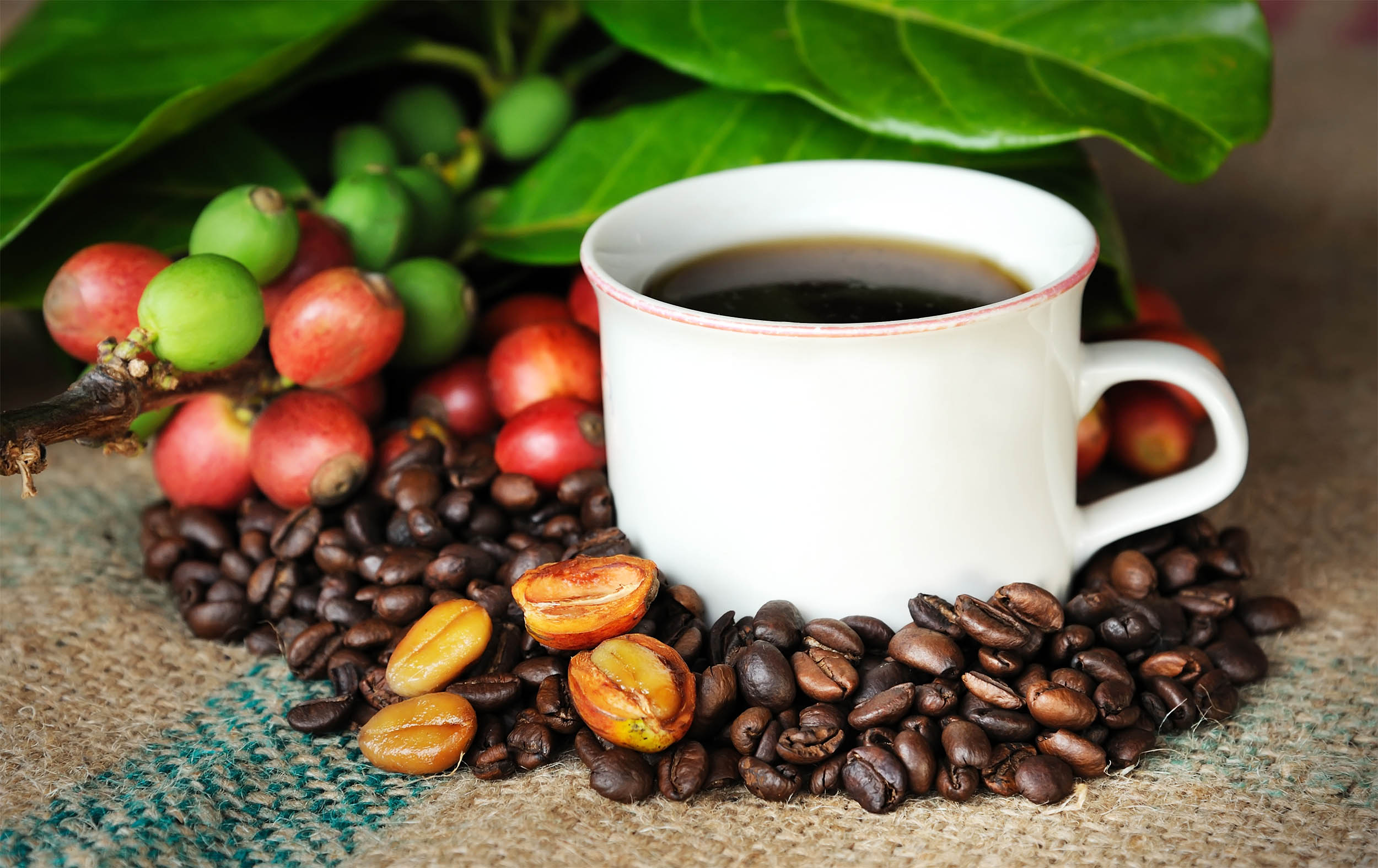 Researchers discover how coffee helps slow aging and enhance overall health.
