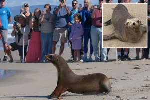 Sea lions that were nearly extinct get a charming return to the shore.