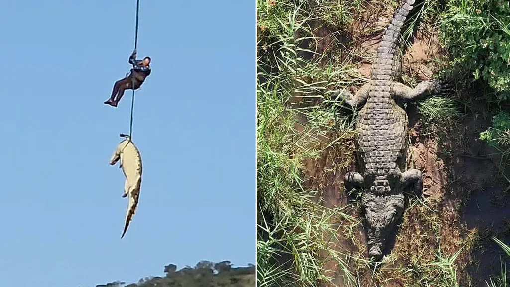 South Africa transports large crocodile believed to have consumed missing man