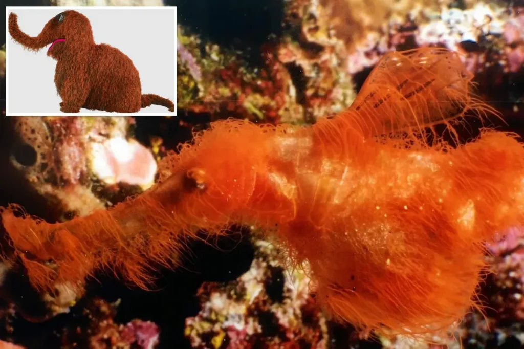 Strange new fish species named 'Snuffleupagus' for its hairy, orange look