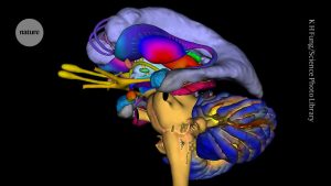 Stress weakens your brain's capacity to connect memories, reducing clarity.