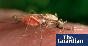 Study suggests mosquitoes may be drawn to insect repellent
