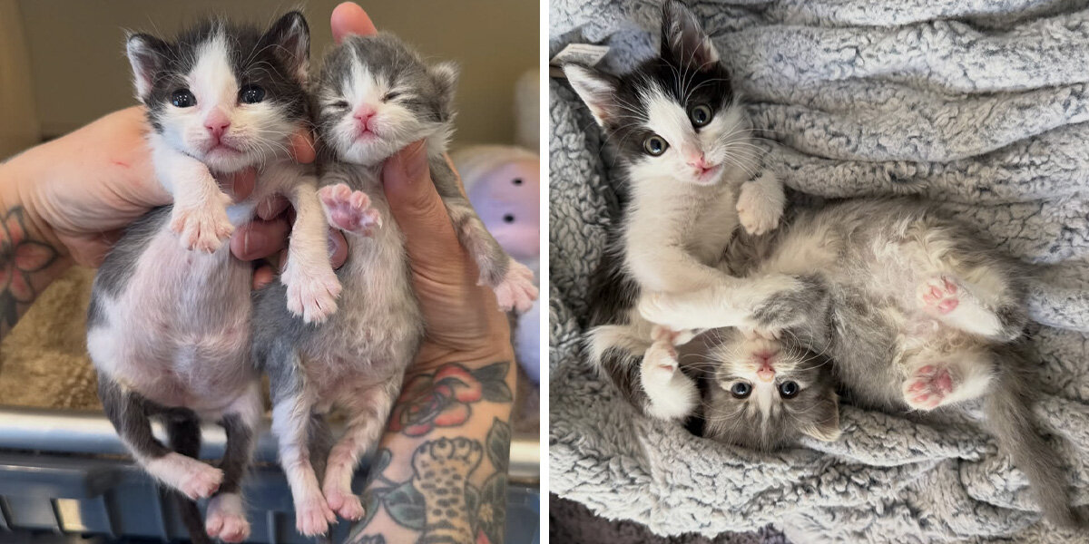 Two Small Premature Kittens Discover Each Other at the Perfect Time